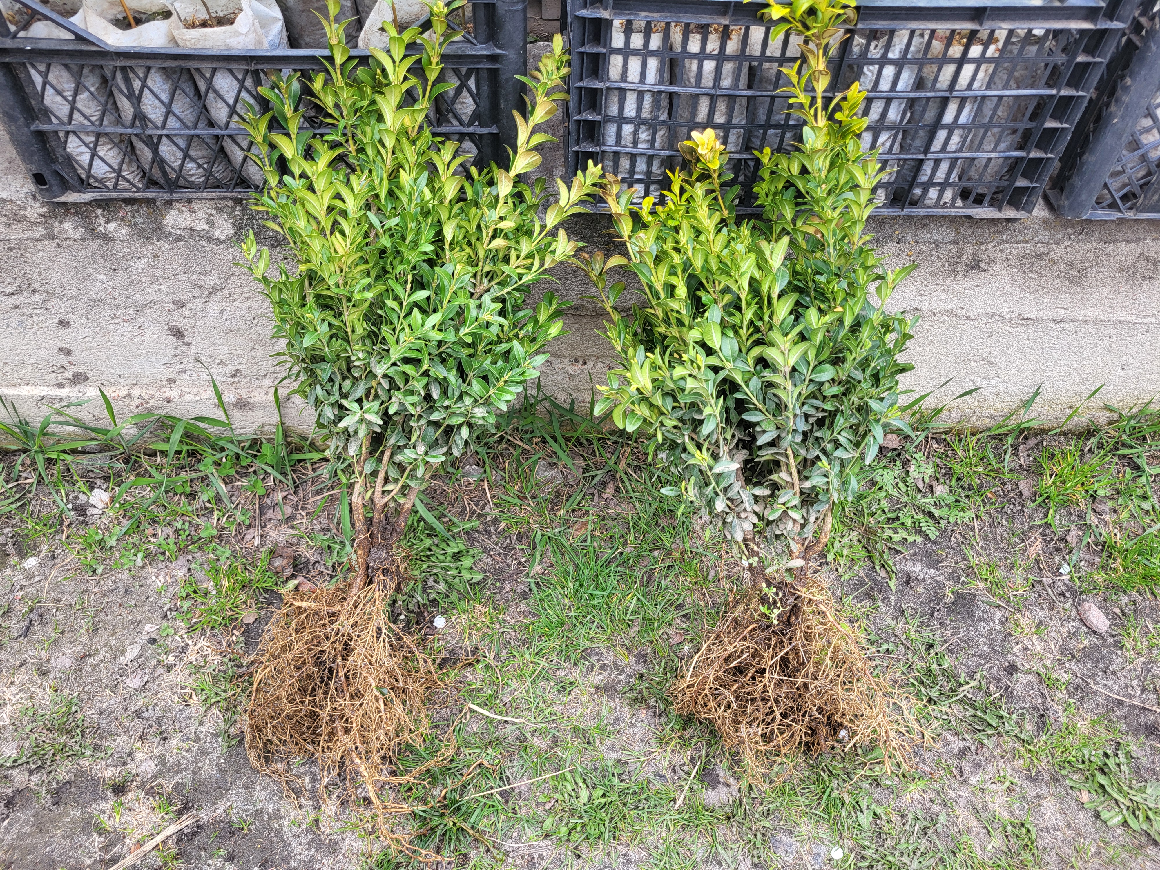 Купити самшит