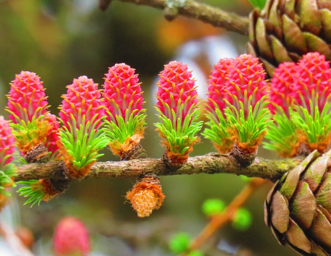 Купити саджанці модрини японської Діана