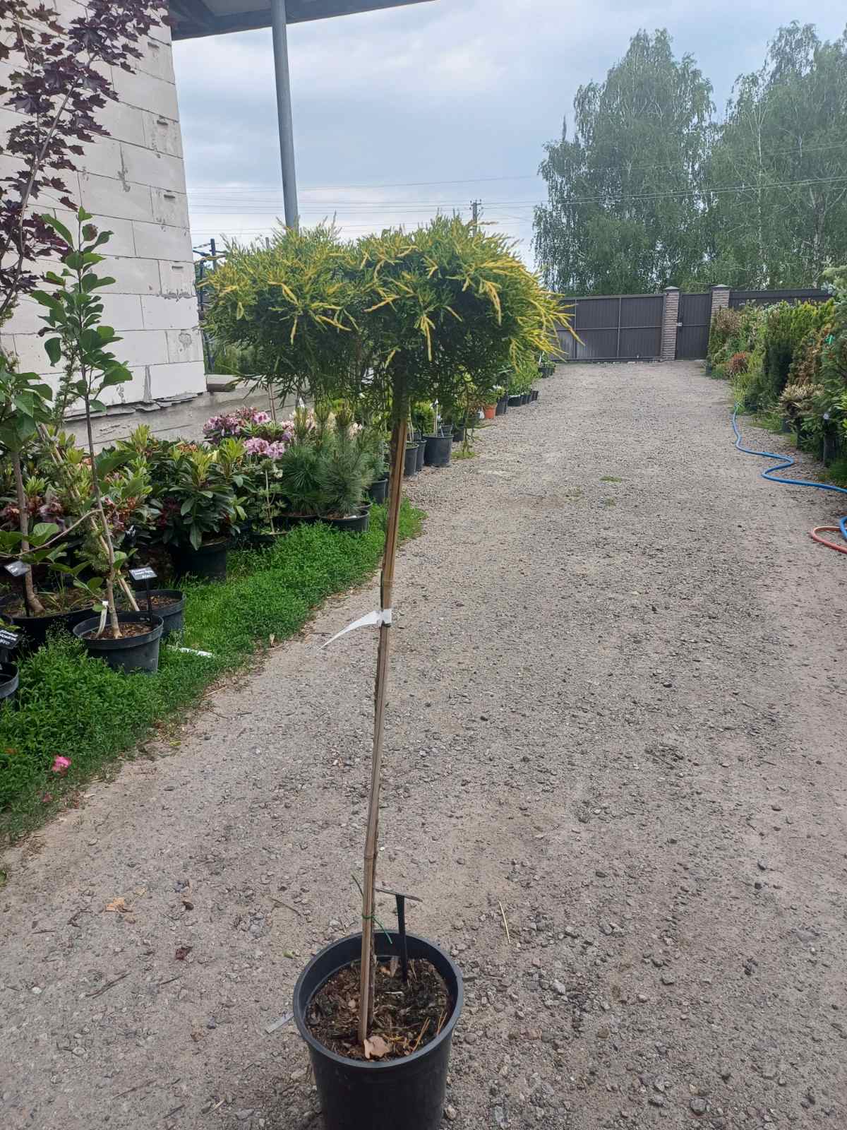 Купити саджанці ялівцю середнього Голд Стар на штамбі самовивозом