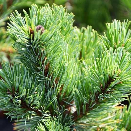 Купить саженцы сосны мелкоцветковой Шизукаготен