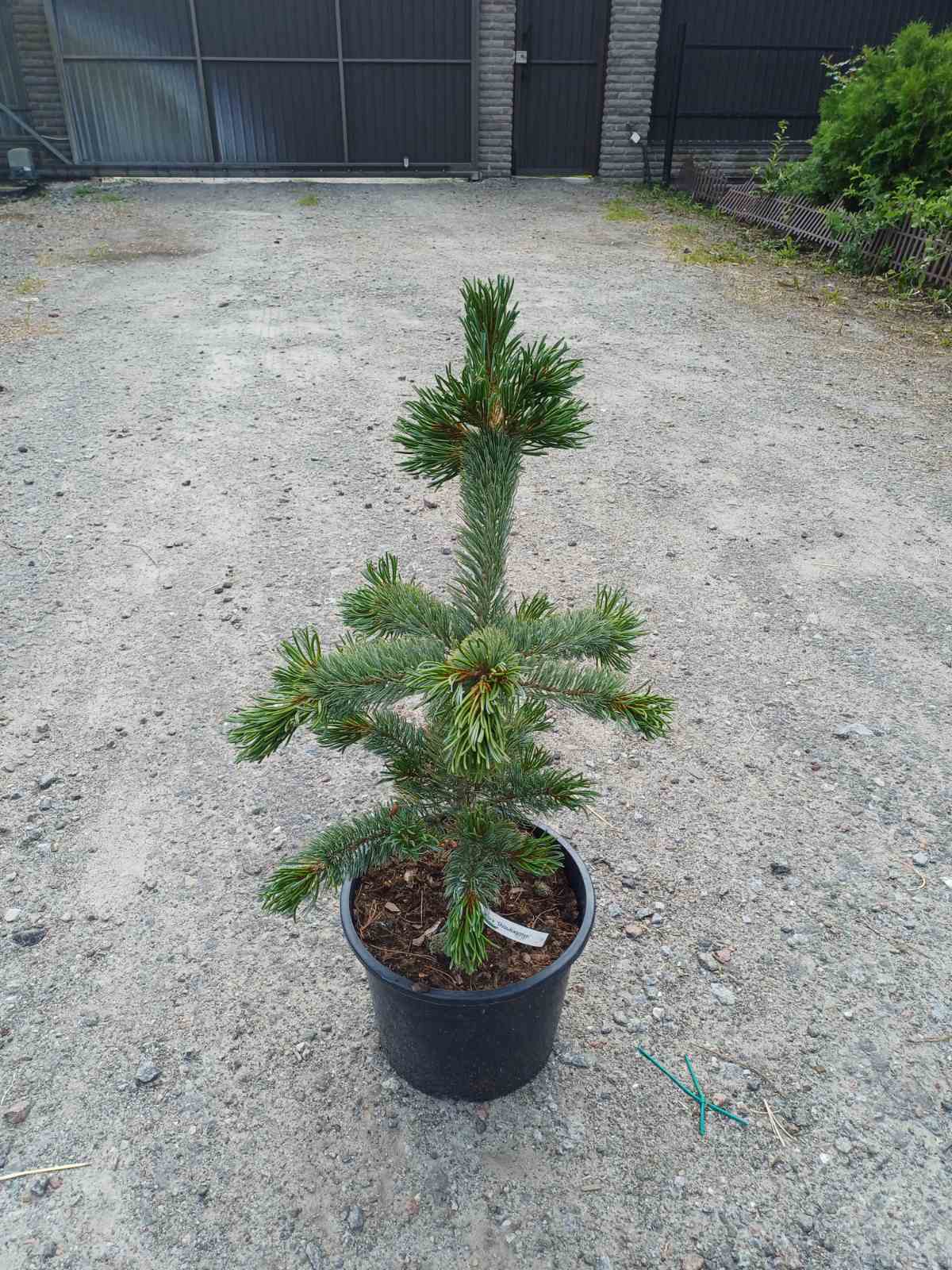 Купить саженцы сосны мелкоцветковой Шизукаготен самовывозом