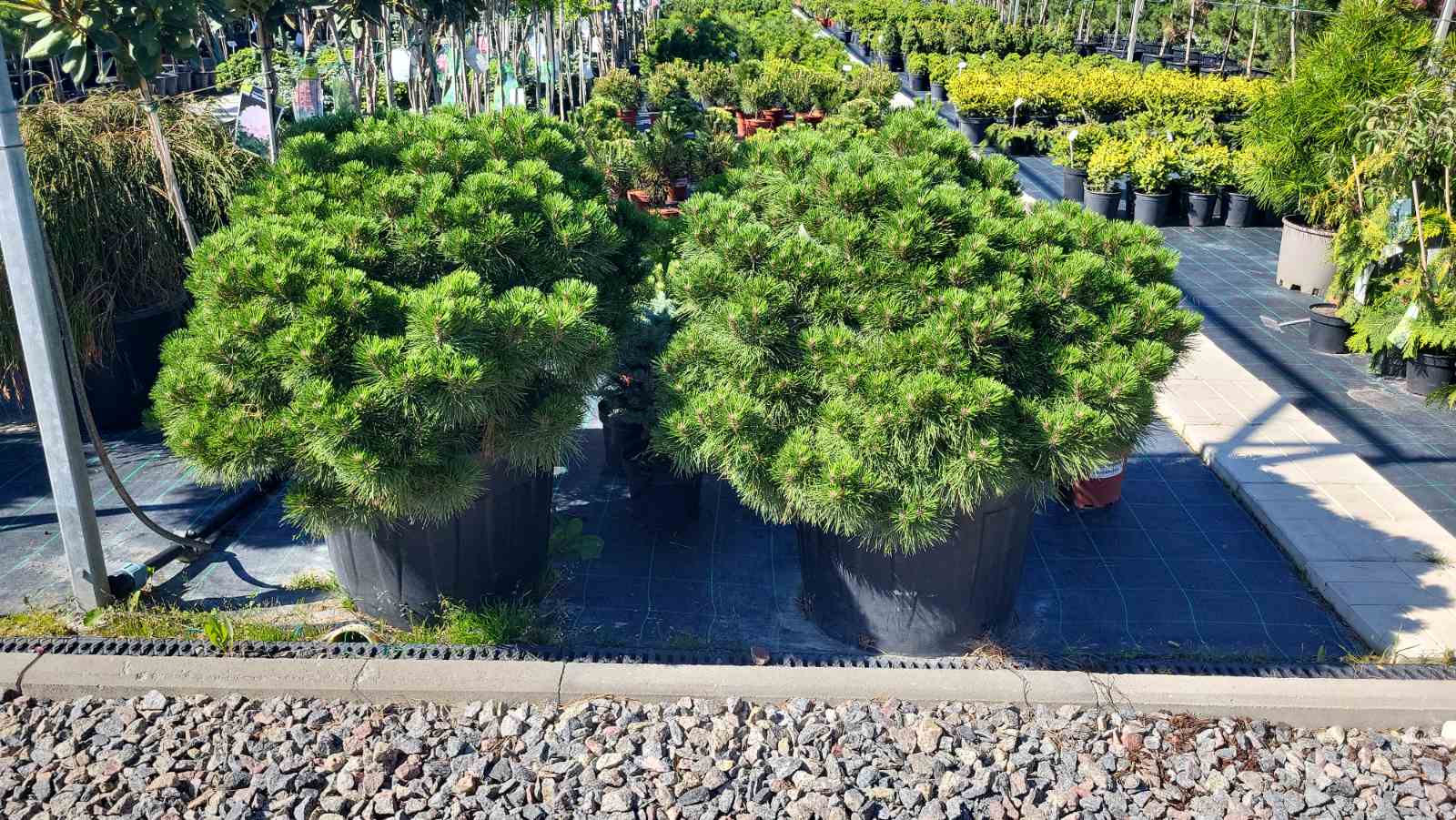Купить саженцы сосны черной Брепо самовывозом
