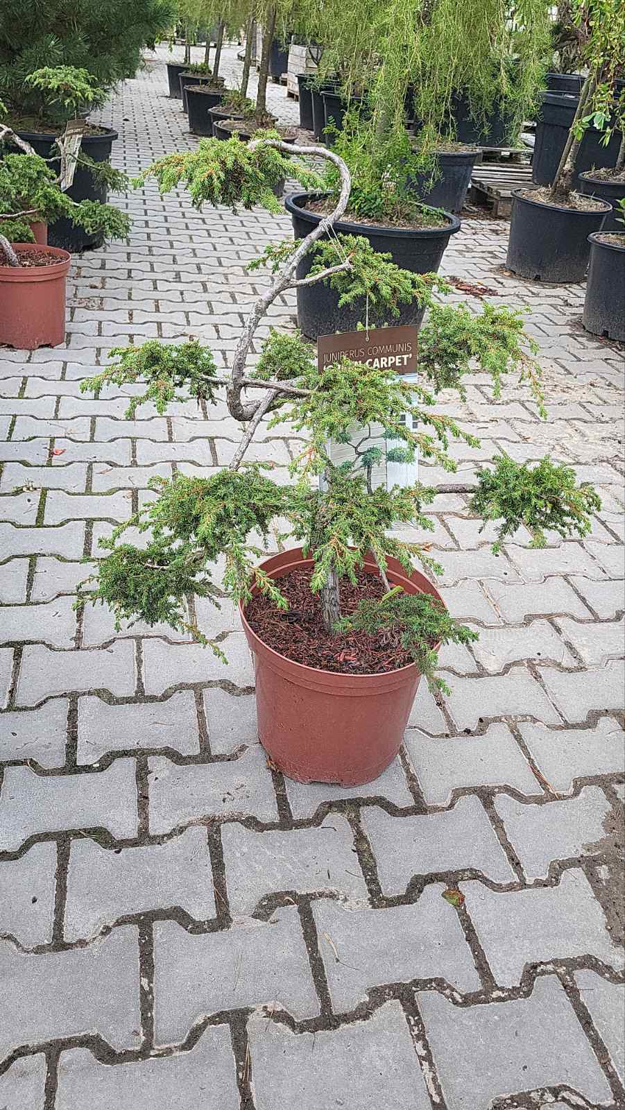 Купити саджанці ялівця Грін Карпет Бонсай