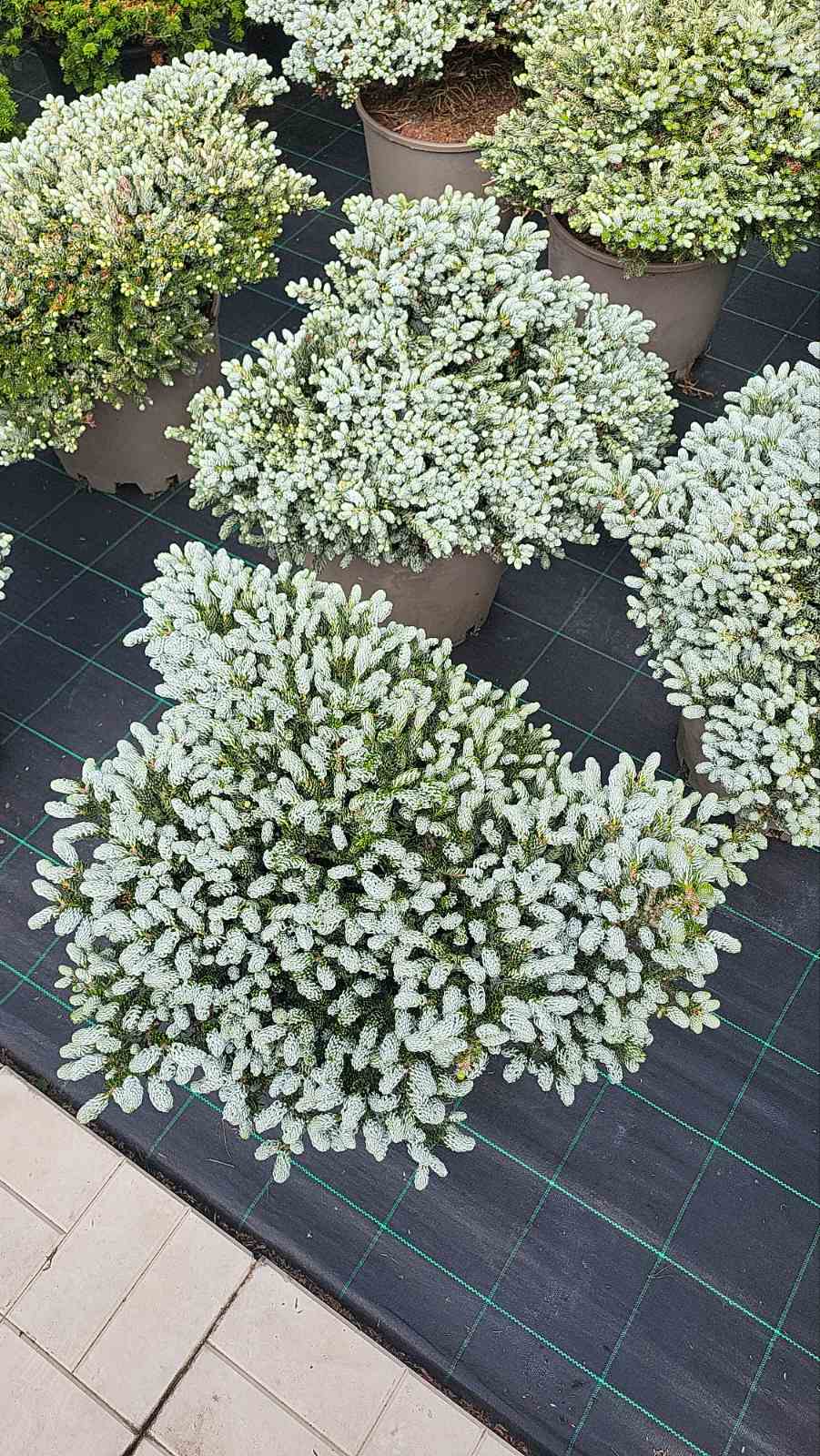 Купити саджанці ялиці корейської Когутс Айсбрейкер