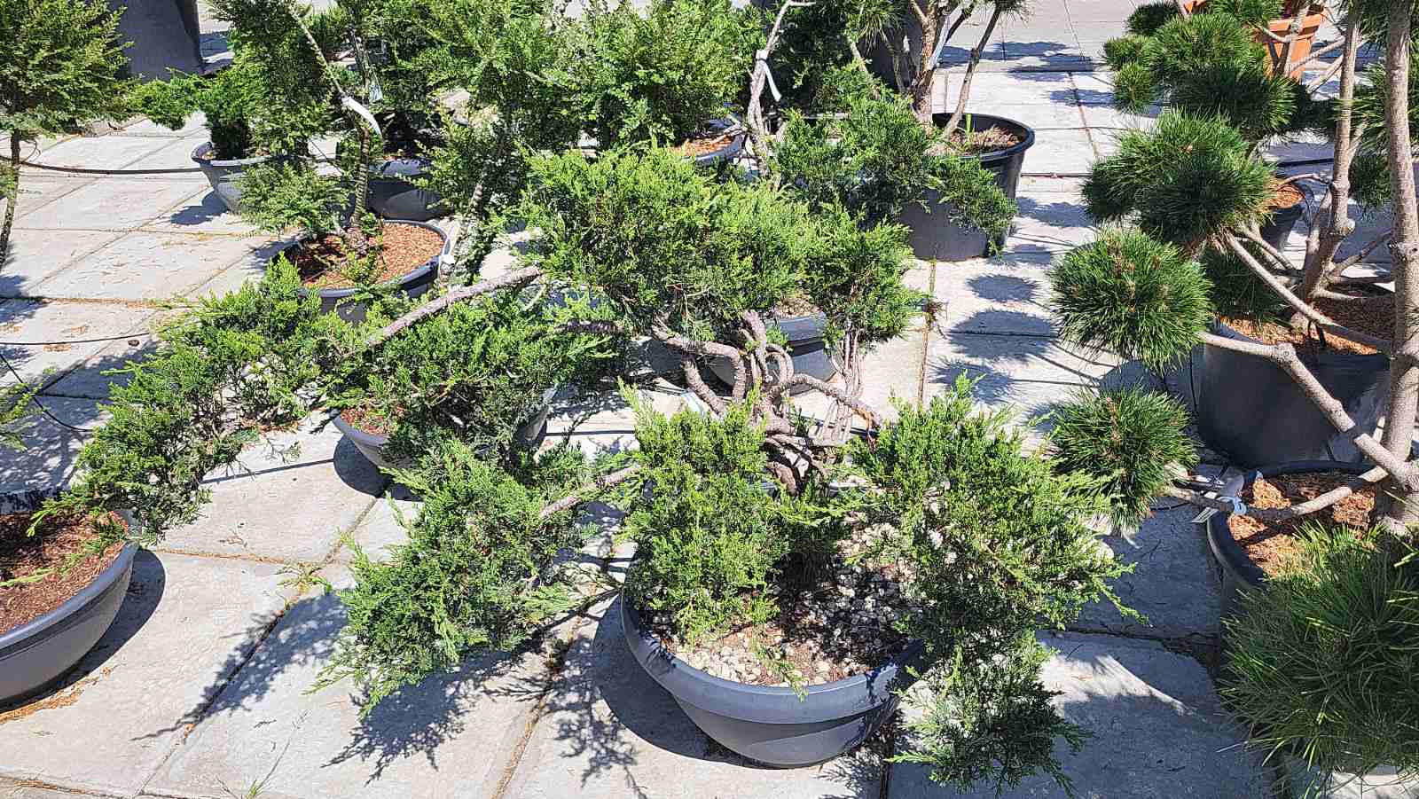 Купить можжевельник казацкий Sabina Tamariscifolia, Тамарисцифолия(ниваки,бонсай)