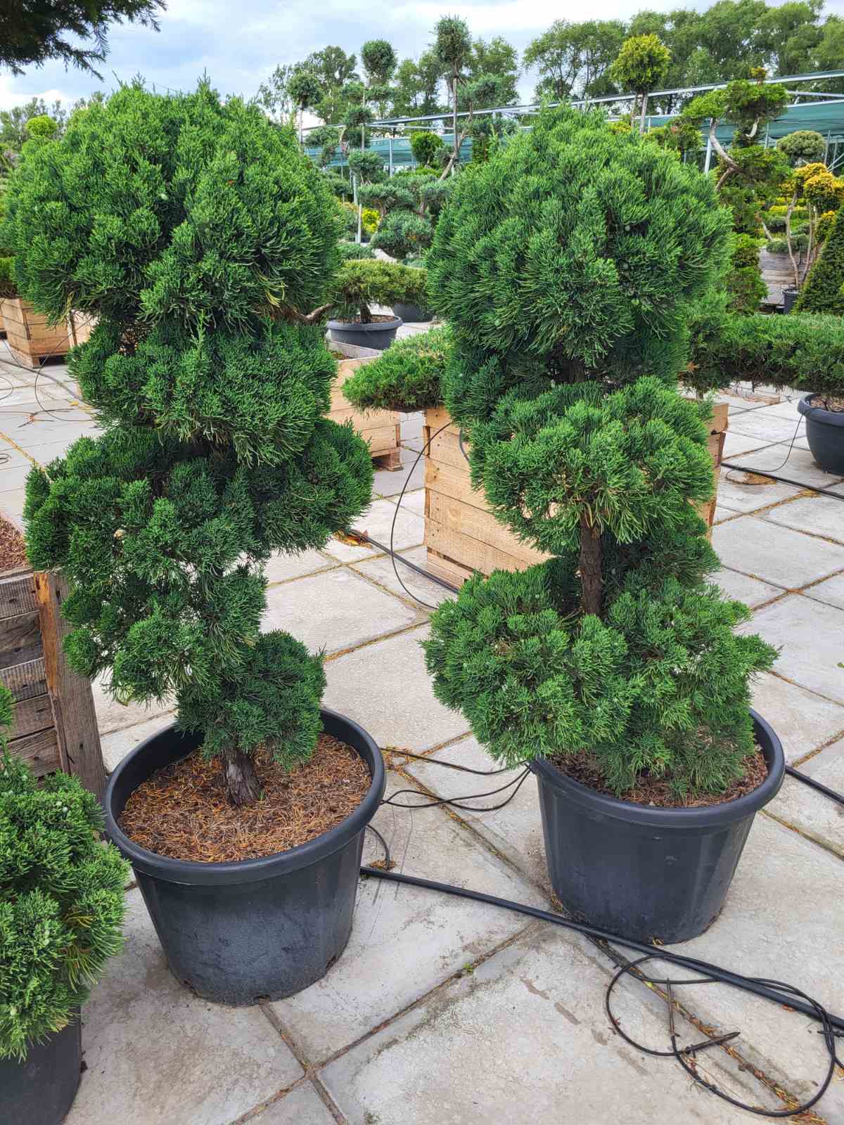 Купить можжевельник китайский Robusta Green, Робуста Грин (помпон)(ниваки,бонсай)