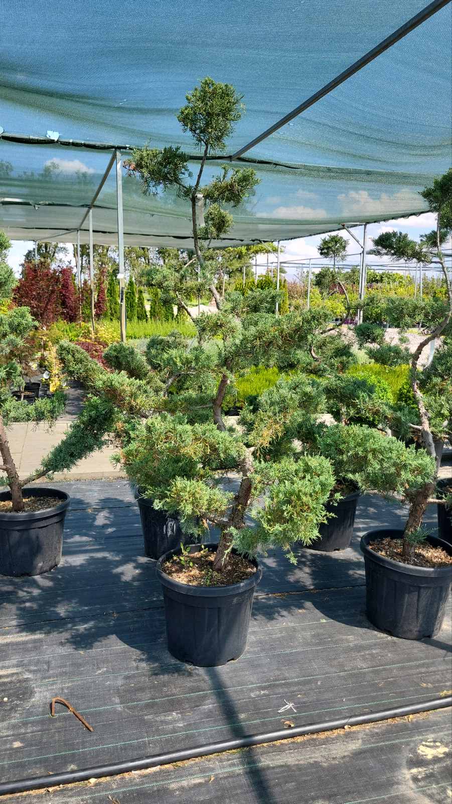 Купити ялівець середній Pfitzeriana Glauca Пфітцеріана Глаука (нівакі,бонсай)