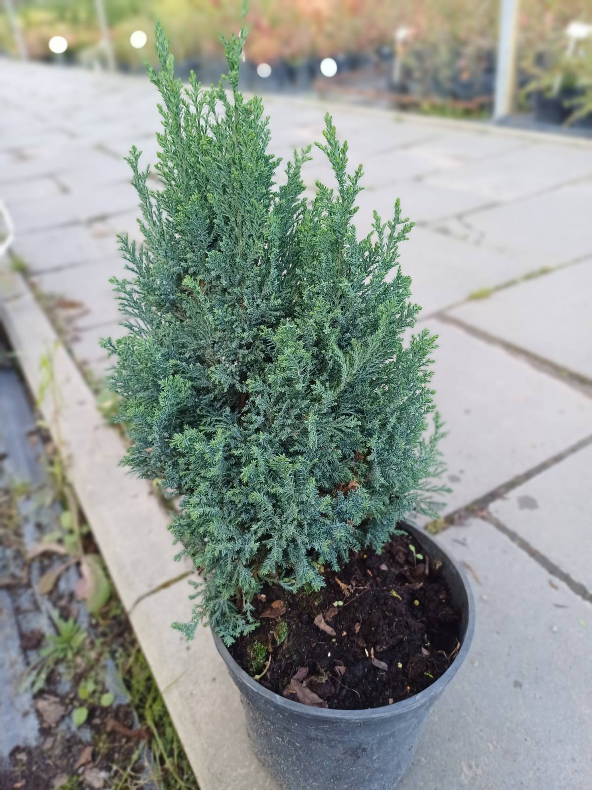 Купити саджанці кипарисовика Елвуді 