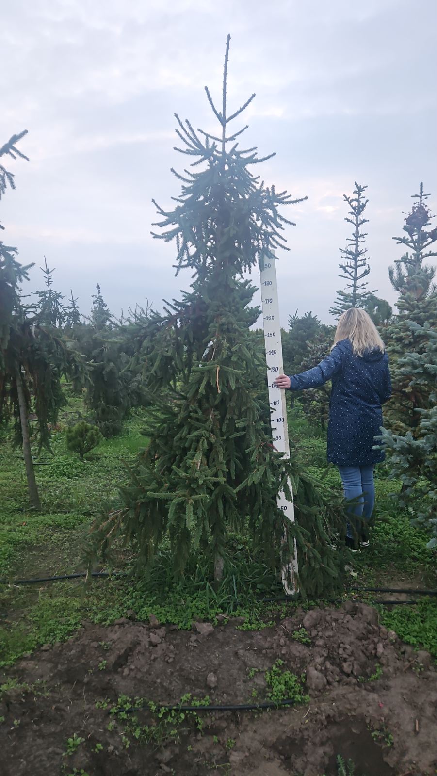 Купити саджанці ялини звичайної Ротенхаус