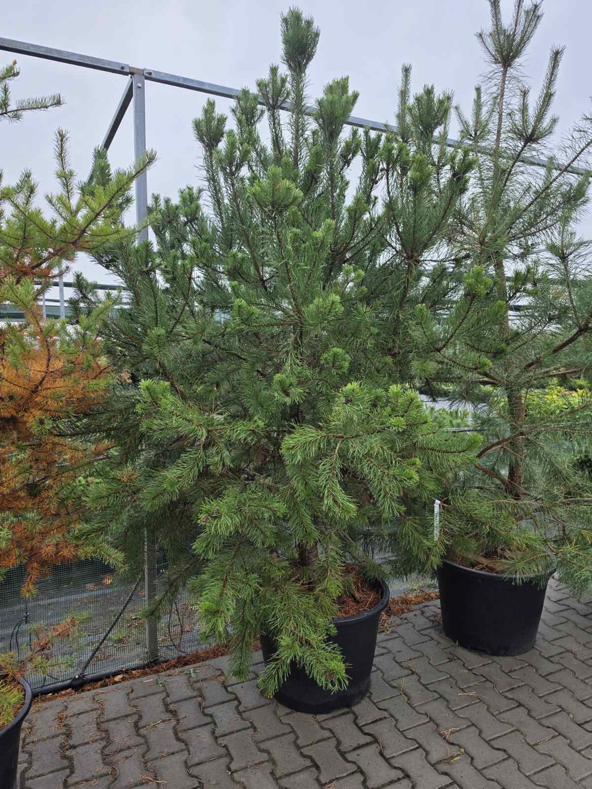 Купить саженцы сосны крючковатой