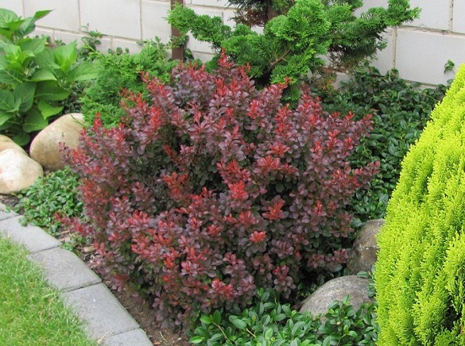 Купити саджанці барбариса тунберга "Atropurpurea Nana" (Атропурпуреа Нана)
