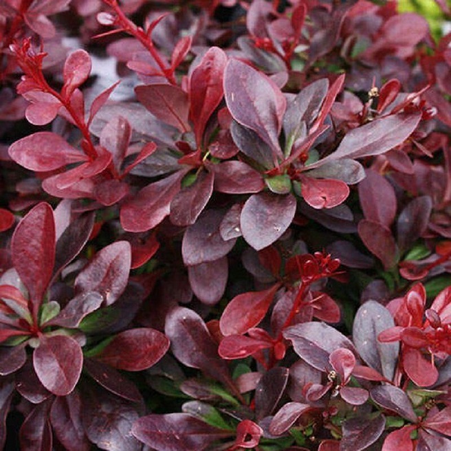 Купити саджанці барбариса тунберга "Atropurpurea Nana" (Атропурпуреа Нана)