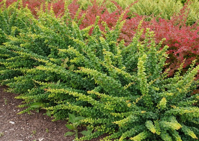 Купити саджанці барбариса тунберга "Green Ornament" (Грін Орнамент)