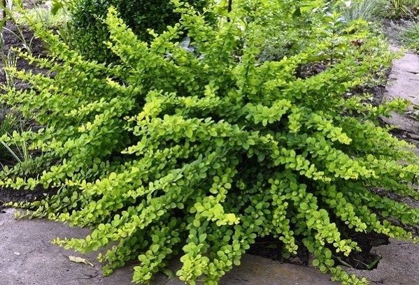 Купити саджанці барбариса тунберга "Green Carpet" (Грін Карпет)