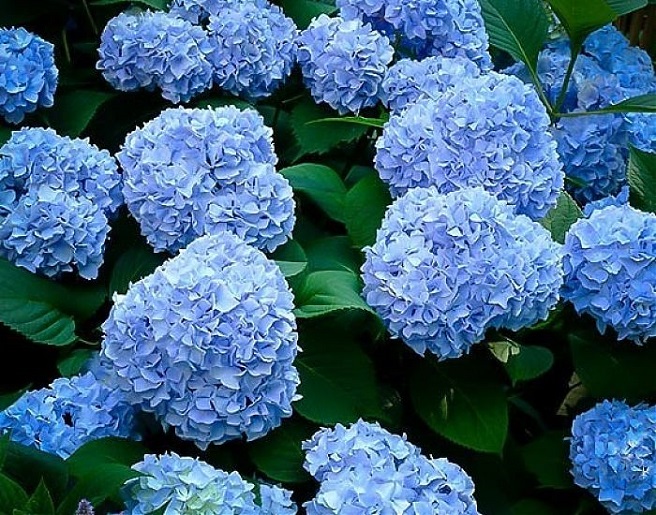 Купить саженцы гортензии крупнолистной "Blu" (Блу)