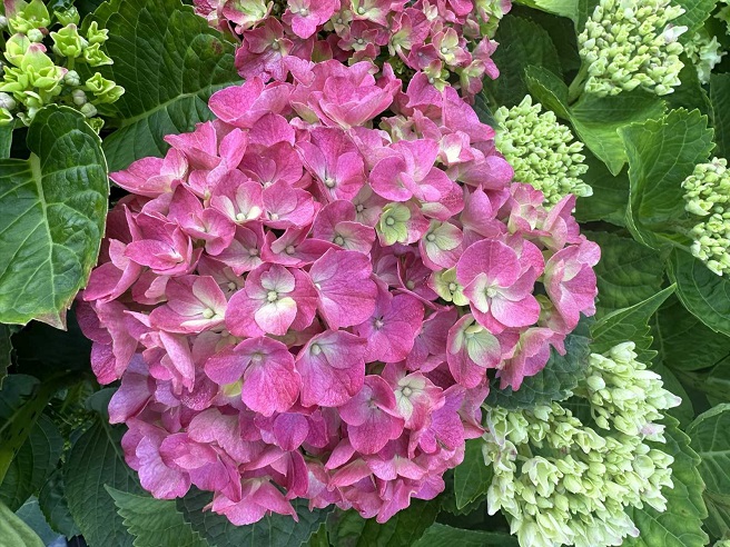 Купить саженцы гортензии крупнолистной "Guilin Pink"