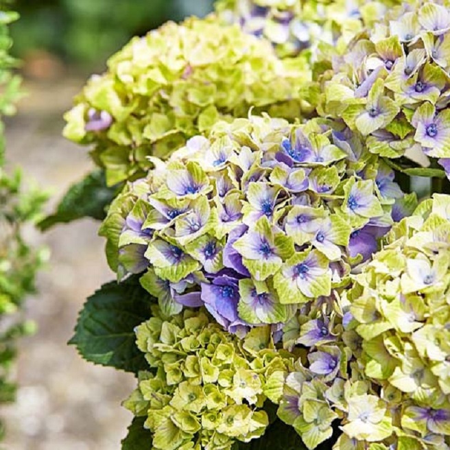 Купити саджанці гортензії крупнолистої "Magical Jewel Blue/Pink" (Меджикал Джевел Блу/Пінк)