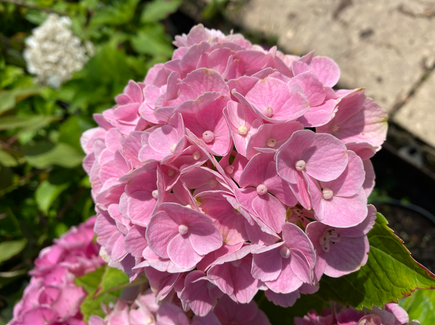 Купити саджанці гортензії крупнолистої "Opal Pink/Blue"  (Опал Пінк/Блю)