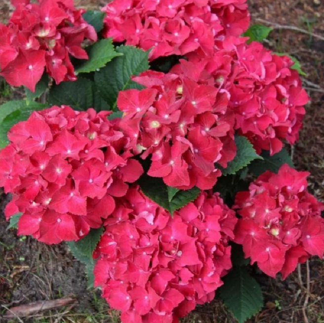 Купить саженцы гортензии крупнолистной "Royal Red" (Роял Рэд)