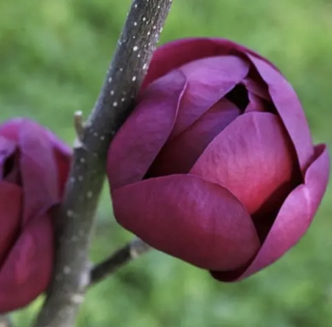 Купити саджанці магнолії "Black Tulip" на штамбі