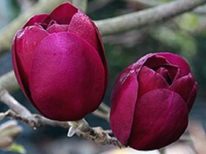 Купити саджанці магнолії "Black Tulip" на штамбі