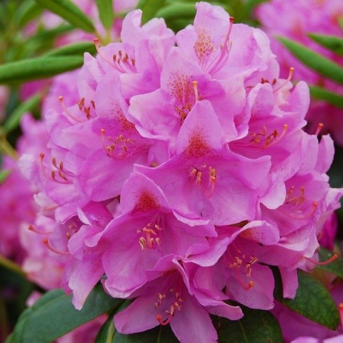 Купити саджанці рододендрону "Roseum Elegans" (Розеум Елеганс)