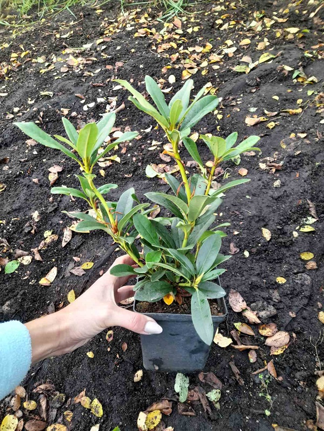 Купити саджанці рододендрону "Roseum Elegans" (Розеум Елеганс) самовивозом