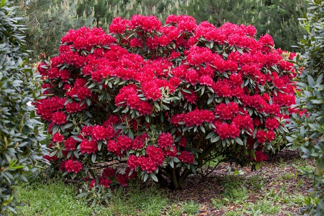 Купити саджанці рододендрону "Wilgens ruby" (Вілгенс Рубі)