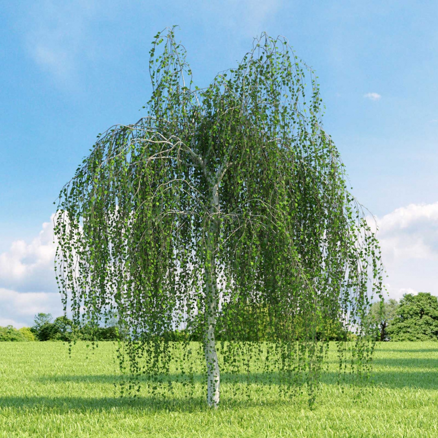 Купить саженцы березы повислой "Betula pendula"