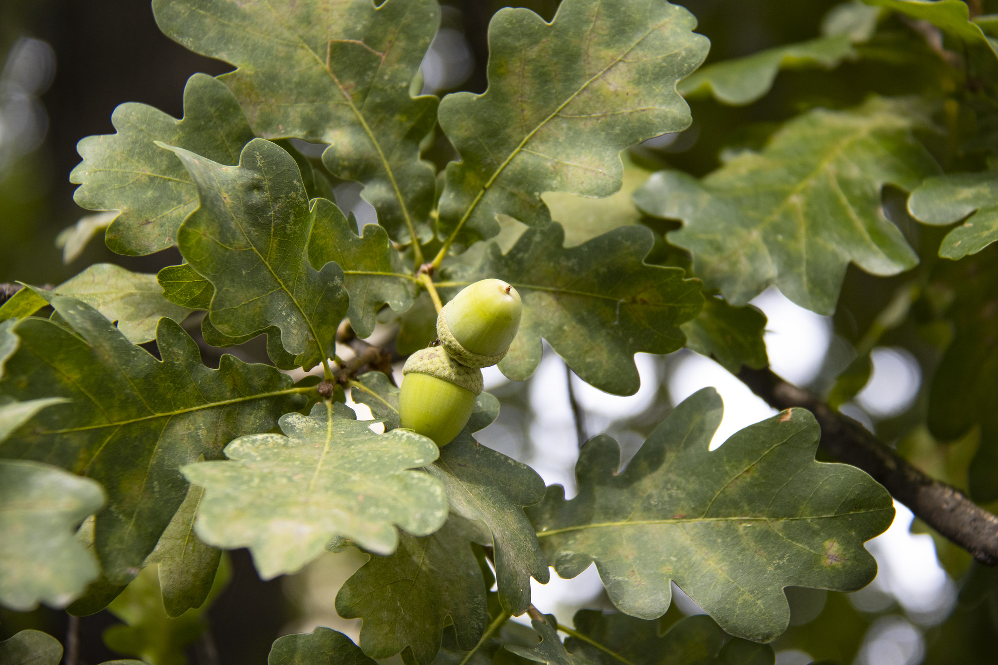 Купити саджанці дуба звичайного (Quercus robur) 