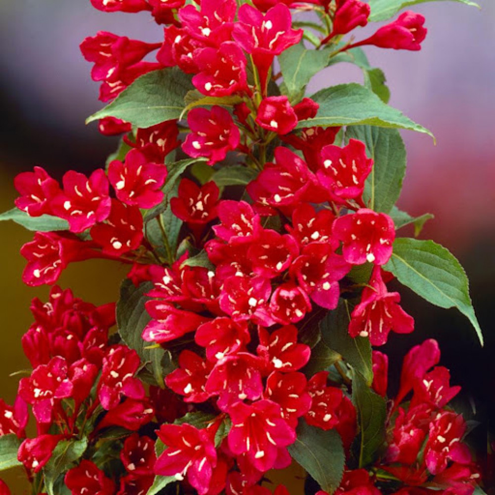Купить саженцы вейгелы "All Summer Red" (Ол Саммер Ред)
