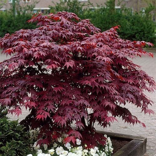Купити саджанці клену японського  "Atropurpureum" (Атропурпуреа)