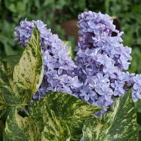 Купить саженцы сирени "Aucubaefolia" (Аукубофолия)