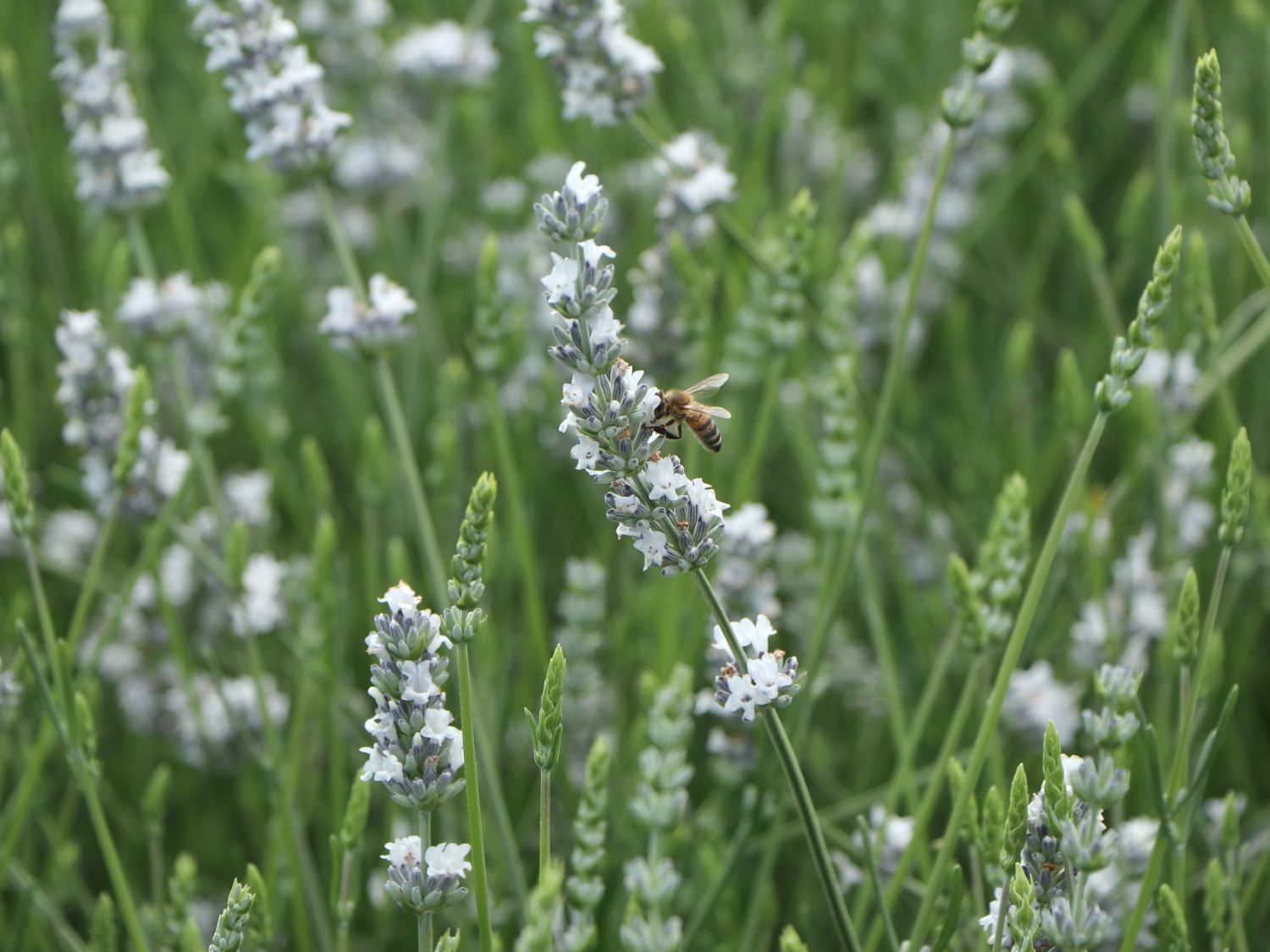 Купить саженцы лаванды "Edelweiss" (Эдельвейс)