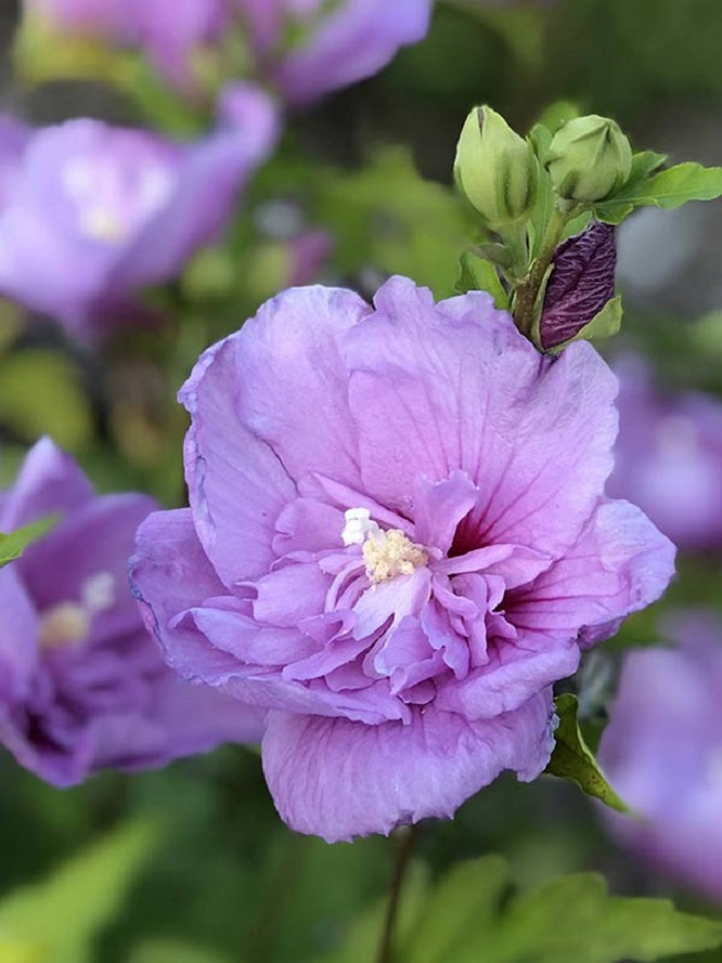 Купити Гібіскус "Lavender Chiffon" на штамбі