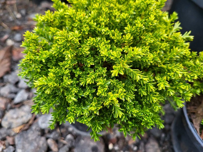 Купити саджанці хебе "Emerald Green" (Емеральд Грін)