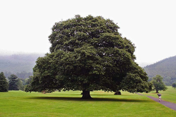 Купити саджанці дуба звичайного (Quercus robur) 