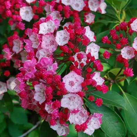 Купити саджанці кальмії "Pinkobello" (Пінкобелло)