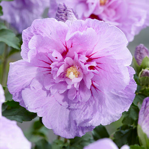Купити Гібіскус "Lavender Chiffon" (Лавандер Шіффон)