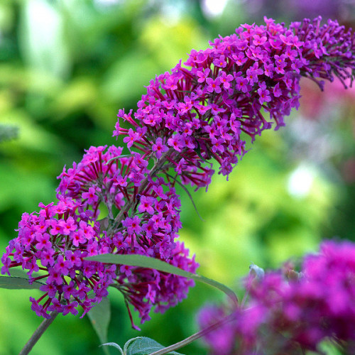 Купити саджанці буддлеї "Nahno Purple" (Нано Перпл)