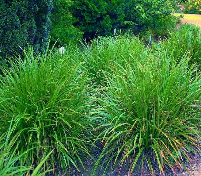 Купить саженцы осоки морровой "Irish Green" (Ириш Грин)