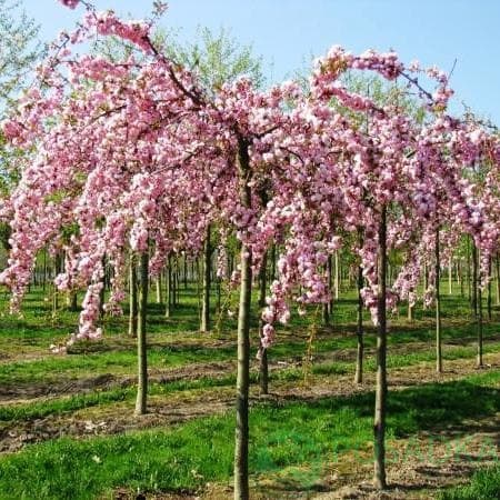 Купити саджанці сакури плакучої  "Кіку-шідаре" на штамбі