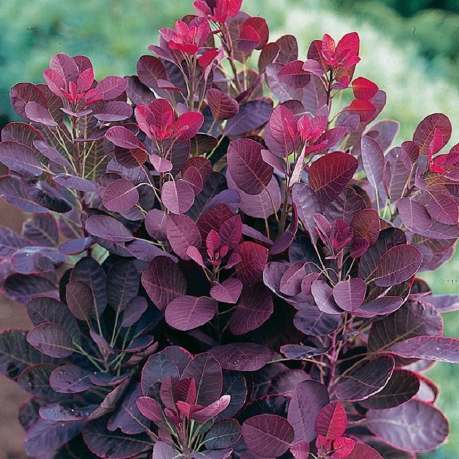 Купити саджанці скумпії "Royal Purple" (Роял Перпл)