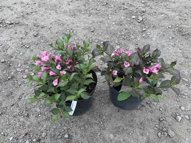 Купить саженцы вейгелы "Nana Purpurea" (Нана Пурпуреа) самовывозом
