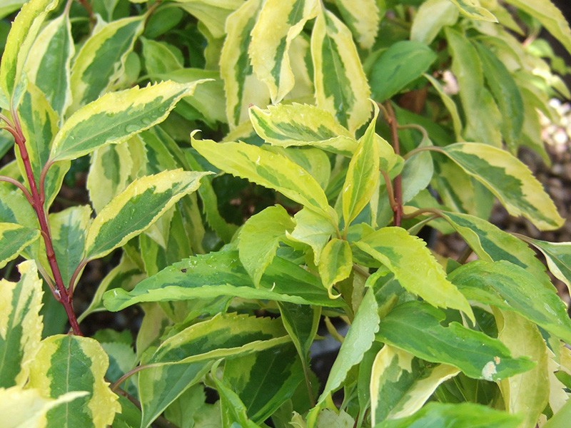 Купить саженцы форзиции средней "Variegata" (Вариегата)
