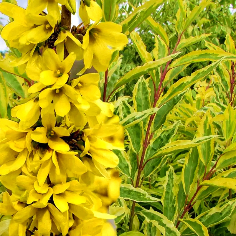 Купить саженцы форзиции средней "Variegata" (Вариегата)