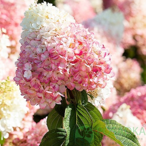 Купити саджанці гортензії волотистої "Living Strawberry Blossom" (Лівін Строберрі Блоссом)