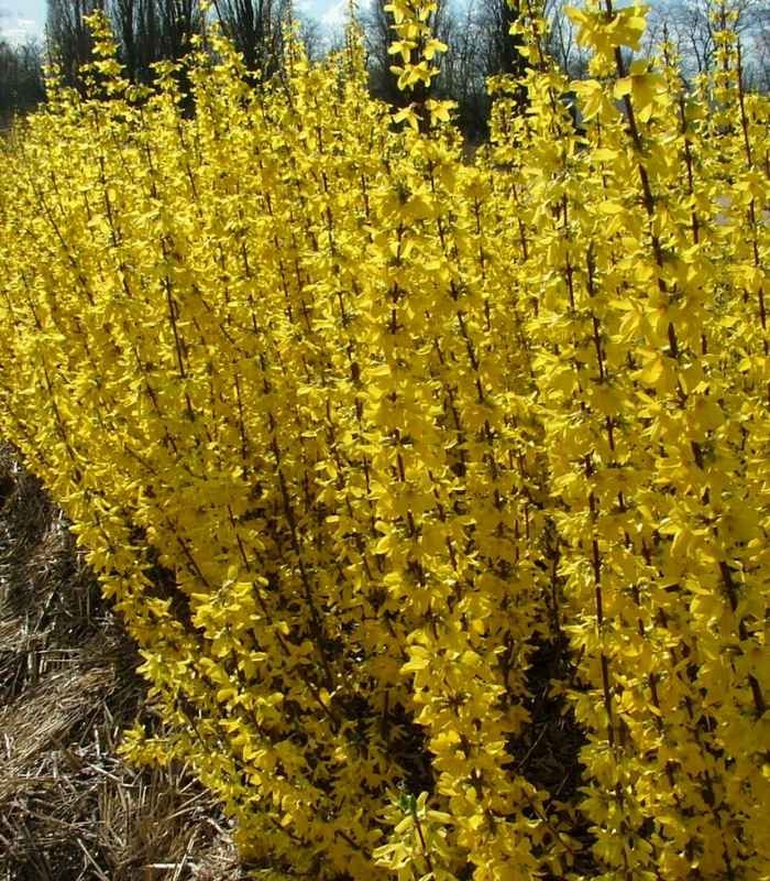 Купити саджанці форзиції середньої