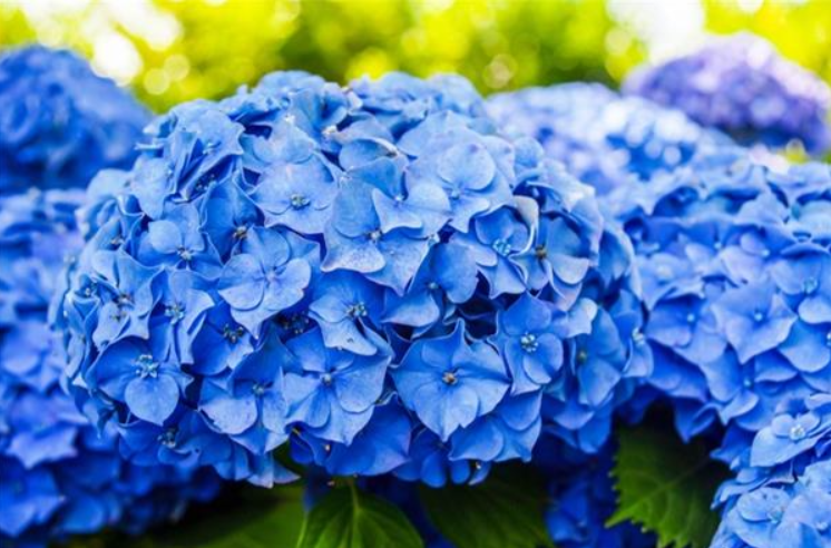 Купить саженцы гортензии крупнолистной "Anda blue" (Энда Блу)