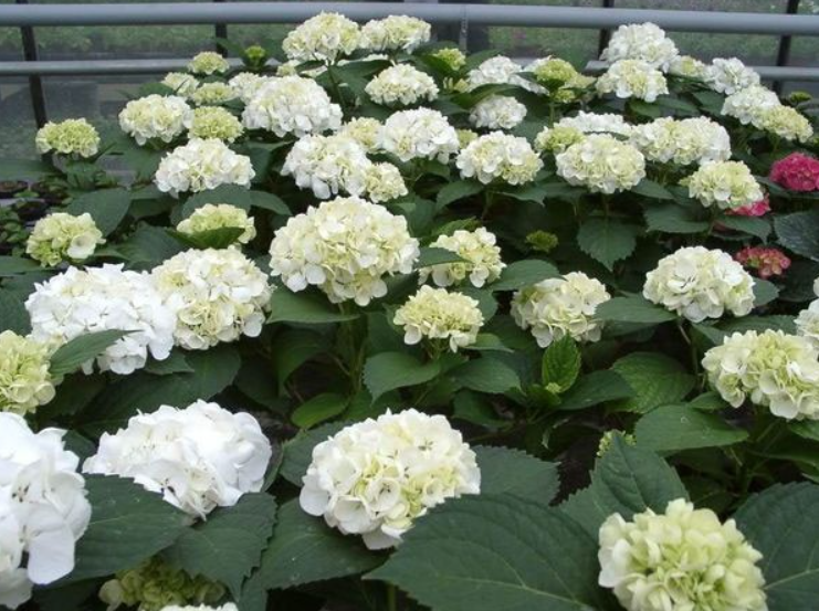 Купить саженцы гортензии крупнолистной "Soeur Thérèse" (Сестра Тереза)